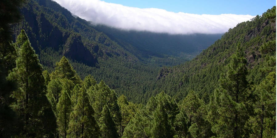 Foto de Pinar de Garafía en Garafía, Santa Cruz de Tenerife